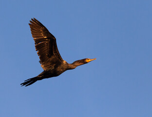 Neotropic Cormorants,  long-tailed cormorant in flight