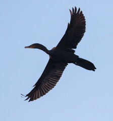 Silhouette of Flying Neotropic Cormorant
