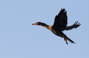 Neotropic Cormorants,  long-tailed cormorant in flight