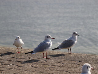 大人しいカモメたち