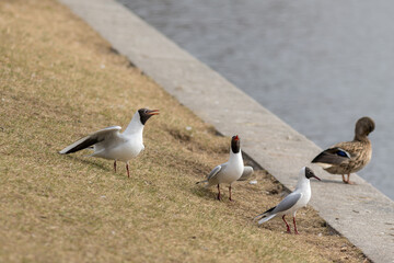 three seagulls on the shore