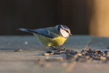 blue tit in the foreground