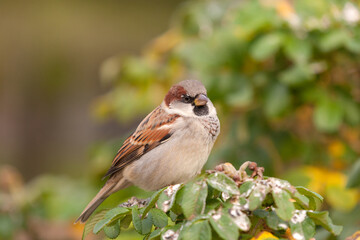 portrait of a sparrow