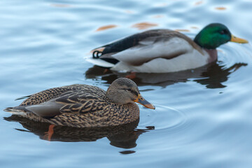 two ducks in blue water