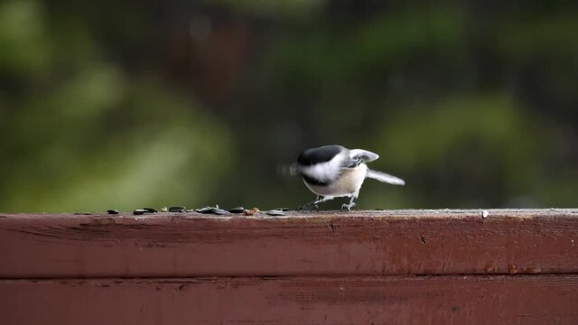 Slow motion chickadee feeds on seeds. Defocused snow in the background. Winter in Ontario, Canada.
