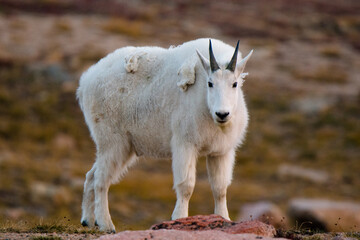Portrait of a mountain goat
