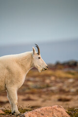 Profile of a mountain goat in the mountains. 