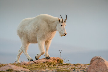 Mountain Goat in the mountains