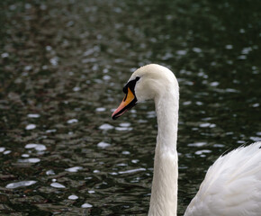 Obraz premium Portrait of a graceful white swan with long neck on dark water background.
