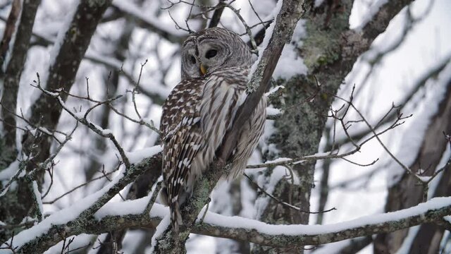 Barred Owl sits on snow covered branch. Winter forest in Ontario, Canada.