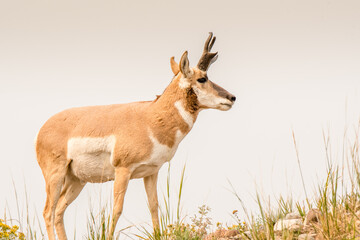 Naklejka na ściany i meble Pronghorn buck stands on a hilltop