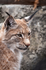 Obraz premium Portrait of The Eurasian lynx close-up, lat. Lynx lynx