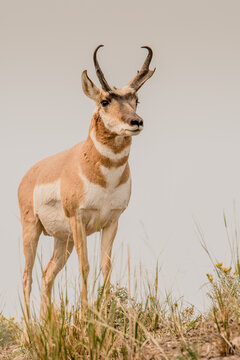 Pronghorn On A Grassy Hill