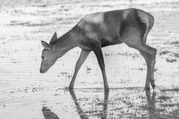 Grayscale shot of a lonely deer trying to drink water from a lake.