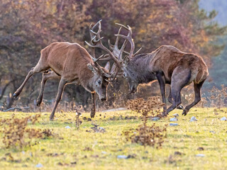 Beautiful shot of two deers fighting in a field