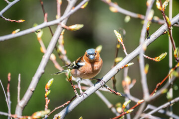 Common chaffinch, Fringilla coelebs, sits on a branch in spring on green background. Common chaffinch in wildlife.