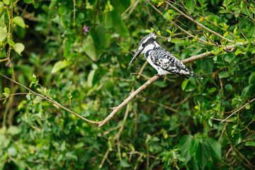 Closeup shot of a Pied kingfisher bird perched on the branch