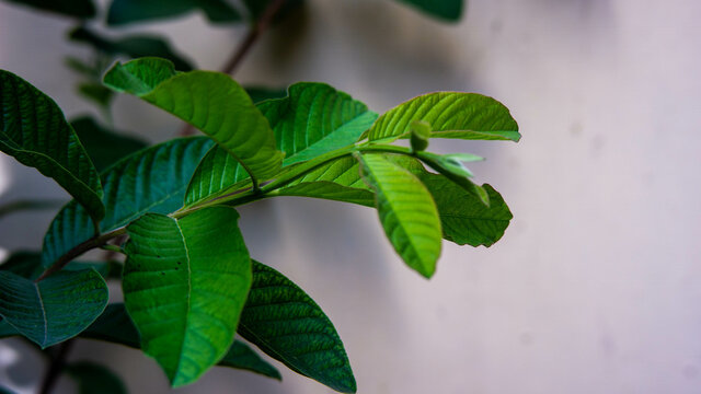 Close-up shot of shrub leaves on a white background.