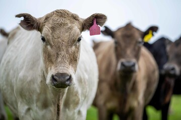 Close up of cows in the field, Angus and Murray Grey beef Cattle eating long pasture in spring and...
