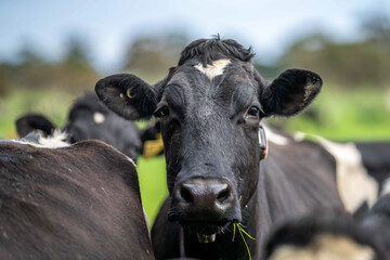 Stud Angus, wagyu, Murray grey, Dairy and beef Cows and Bulls grazing on grass and pasture. The...