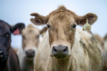 Close up of cows in the field, Angus and Murray Grey beef Cattle eating long pasture in spring and...
