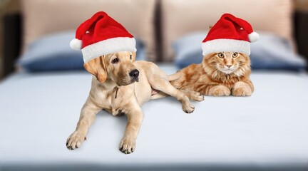 Adorable domestic dog in Santa hat and cat indoors