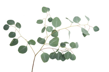 Fresh silver dollar © IlzeLuceroPhoto