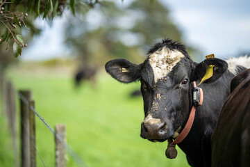 Stud Angus, wagyu, Murray grey, Dairy and beef Cows and Bulls grazing on grass and pasture. The...
