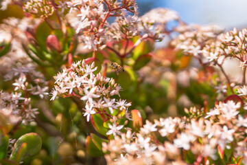 Jade plant in bloom and bee. Close up of beautiful star-shaped white and pink small flowers of an evergreen Jade plant