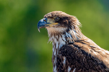 Close up face shot of a wild, young bald eagle with sharp, pointed beak and green, nature blurred background. 