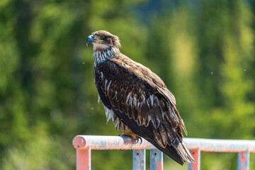 Wild bald eagle seen in natural outdoor environment during summer time in north America. Perched on a red, pole with blurred background in boreal forest. 