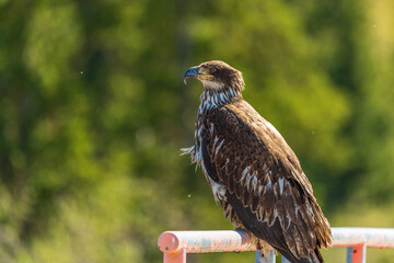 Young, brown bald eagle in nature environment, perched on a fence. 