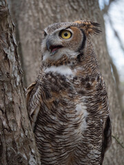 Close Up of a Great Horned Owl Perched in a Tree
