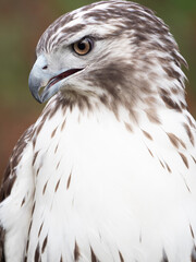 Close Up of the Brown and White Head and White Chest of a Sharp-Shinned Hawk