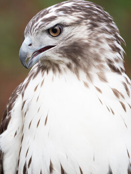 Close Up of the Brown and White Head and White Chest of a Sharp-Shinned Hawk