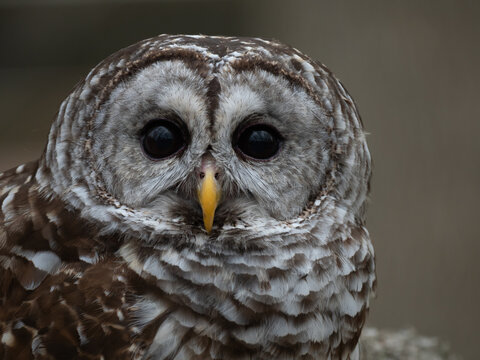 Close Up of the Head and Chest of a Barred Owl Looking at the Camera