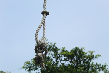 tree with rope