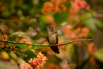 hummingbird in flight