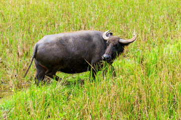 Carabao, a domestic swamp-type water buffalo (Bubalus bubalis) native to the Philippines on a farm...