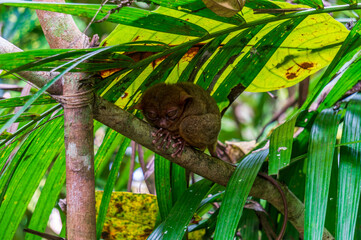 Phillipine Tarsier (tarsius syrichta), a small primate native to Bohol island, Philippines.  Nature and travel.