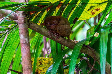 Phillipine Tarsier (tarsius syrichta), a small primate native to Bohol island, Philippines.  Nature and travel.