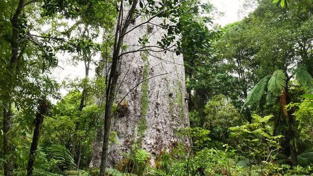 Close up shot of giant Kauri Tree surrounded by deep jungle during daytime in new zealand