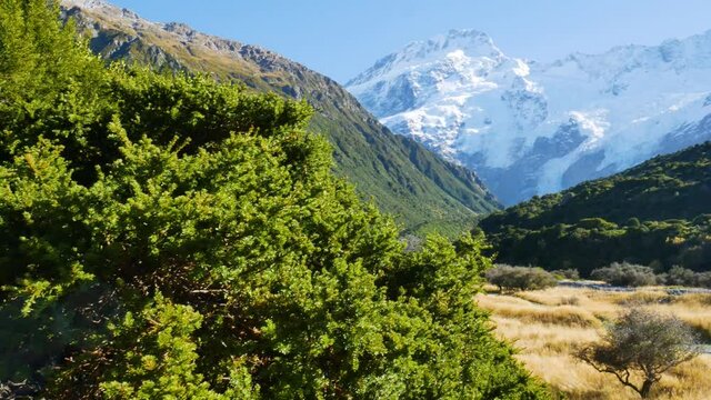 Panning shot of green growing bush in the valley and giant snowy mountains in background lighting by bright sun - Hiking on Mueller Hut Route in NZ