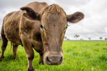 Beef cows and calves grazing on grass in Australia. Eating hay and silage. breeds include speckle...
