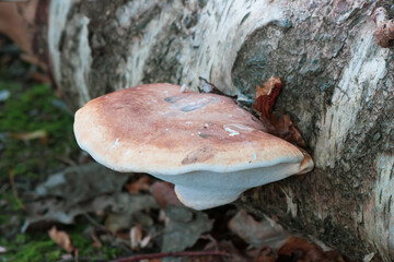 Closeup shot of a wild mushroom growing on a tree trunk