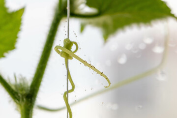 Green cucumber leaves affected by spider mites in a greenhouse. Macro close up, copy space