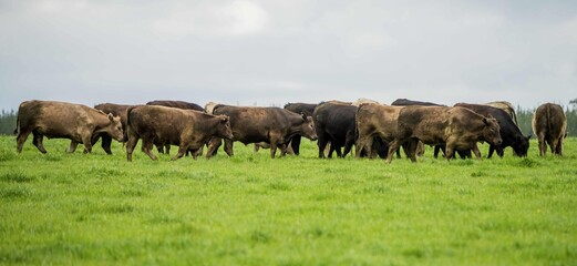 Close up of Stud Beef bulls and cows grazing on grass in a field, in Australia. eating hay and...