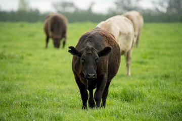 Close up of Stud Beef bulls and cows grazing on grass in a field, in Australia. eating hay and...
