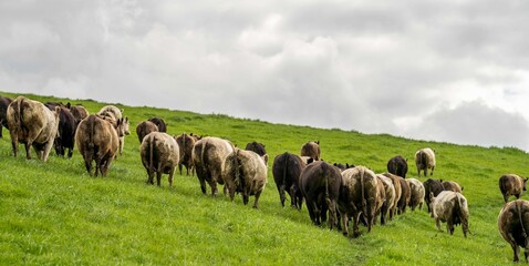 Herding and mustering Stud Angus, murray grey and Dairy cows Eating lush green grass in Australia