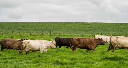 Herding and mustering Stud Angus, murray grey and Dairy cows Eating lush green grass in Australia